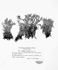 Cladonia gracilis image